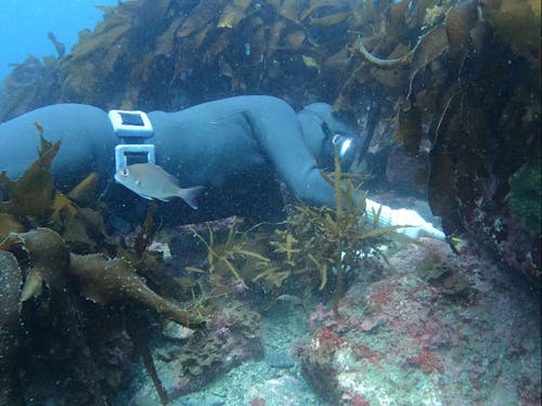素潜り漁の様子