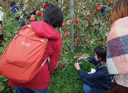 農家さんのリンゴ畑で収穫体験
