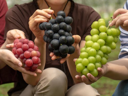 巨峰、ピオーネ、シャインマスカットなど