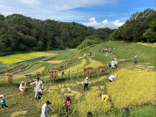 収穫したらはざかけをします