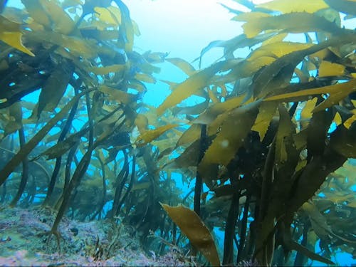 保全に努めている藻場