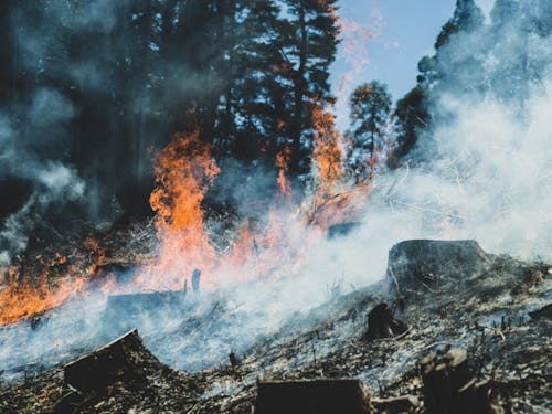 古来より継承される「焼畑農法」