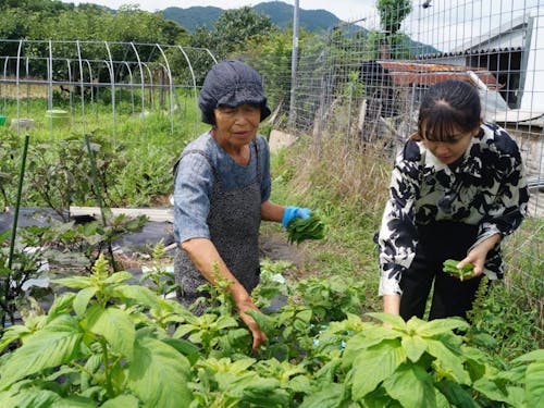 畑での野菜収穫体験