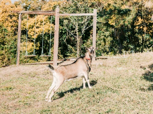 動物もいっぱい