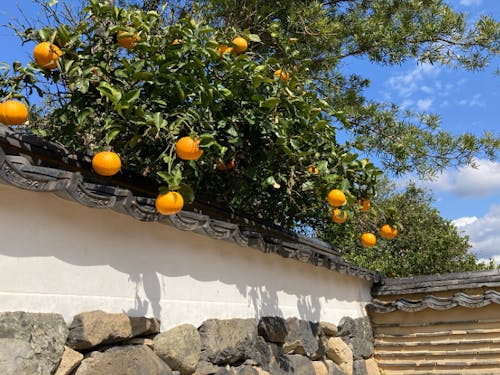 「堀内地区」の土塀から夏みかんが覗く光景は、萩を代表するイメージ