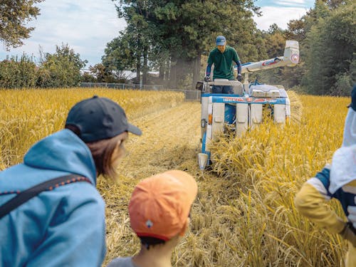 コンバインでの稲刈りも直近で見学します