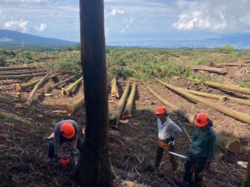 富士山の麓での伐採作業、壮観です!