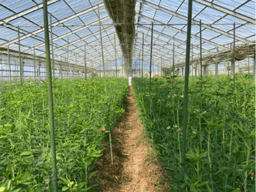 アルストロメリアはハウスの中で栽培します