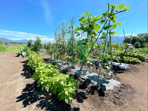 町の交流菜園では夏野菜がたくさん採れました♪