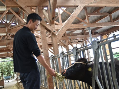 現役の協力隊員が日々、牛と奮闘中。