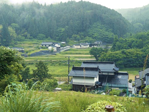 縁側から見える里山の風景。あいにくの雨ですが霧が出て幻想的。