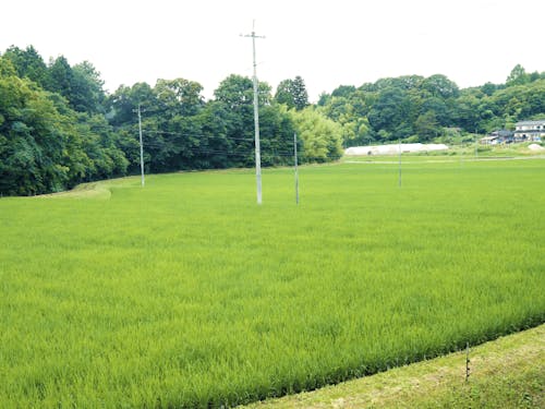 物件前に広がる田園風景。静かな田舎暮らしをしたい方におススメ。