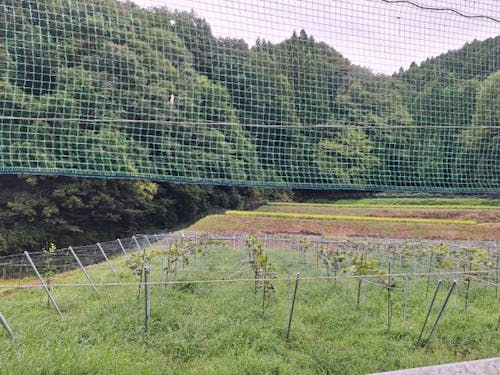 現在のキウイ畑の様子