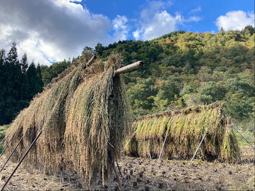 天日干しの無農薬栽培米