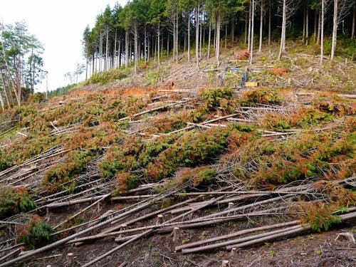 ヒノキ人工林を伐採・葉枯らし乾燥により高付加価値化に挑戦