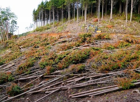 ヒノキ人工林を伐採・葉枯らし乾燥により高付加価値化に挑戦