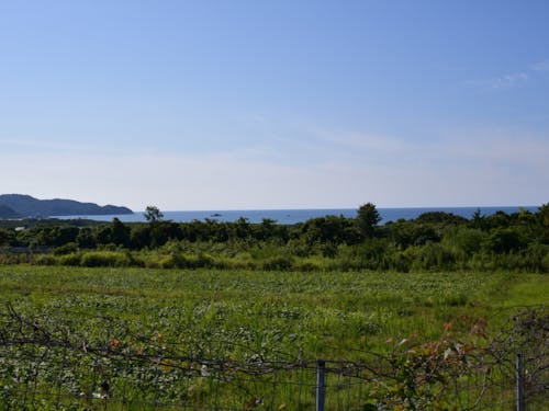 海が見えるフルーツ畑