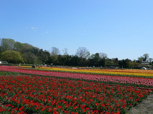 「根がらみ前水田」でチューリップの植付体験