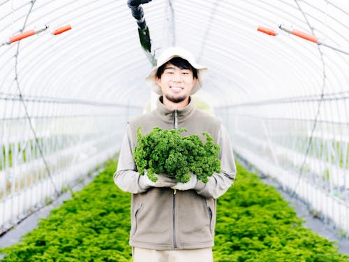 パセリ農家さん