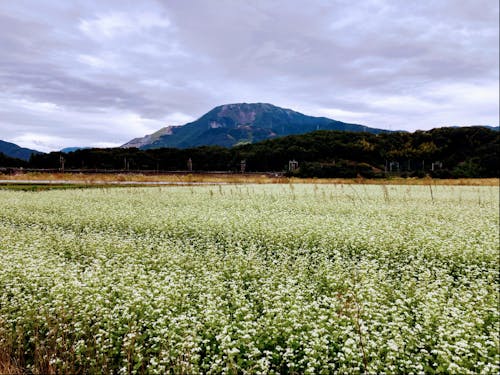 伊吹そばの花と伊吹山