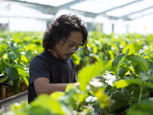 農業経験なし。サラリーマンからイチゴ農家:地域おこし協力隊OB 立石さん。