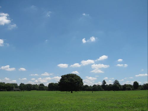 国営昭和記念公園