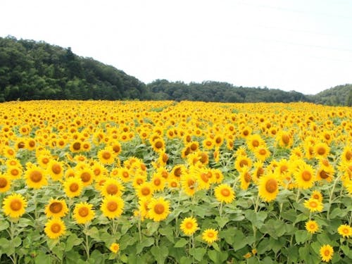 ひまわりの丘