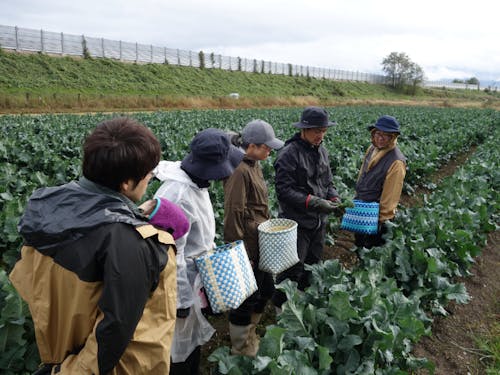 昨年度のツアーの様子(茎ブロッコリー収穫体験)