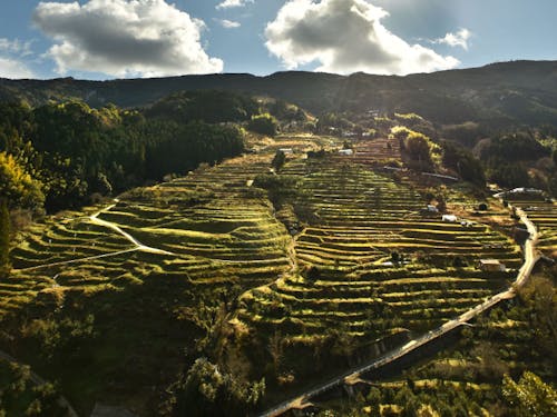 棚田左側が協議会が再生した棚田 段が復活