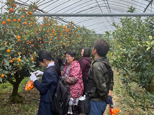 イベントでの収穫体験の様子(きんかん)