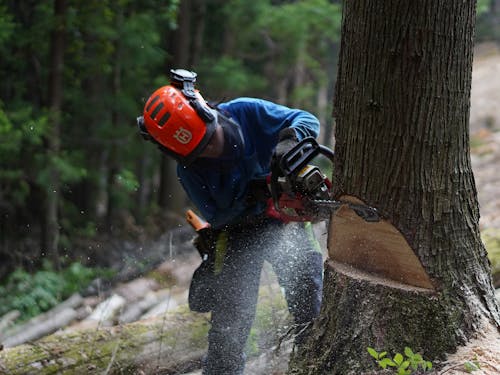 森林調査や整備の現場にも参加していただきます