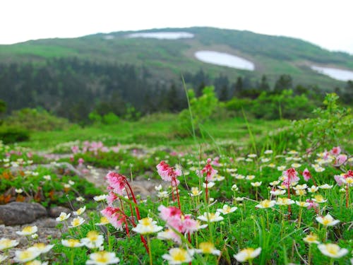北秋田市にある霊峰・森吉山