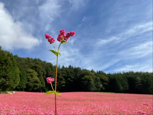 例年9月下旬~10中旬に見ごろを迎える「赤そばの里」