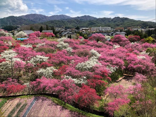 中沢地区の春(花桃と桜)