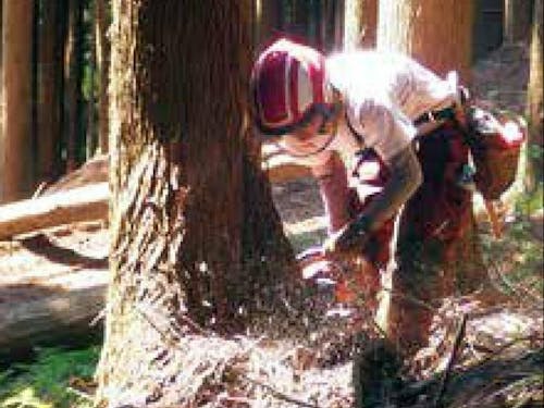 チェーンソーでの森林伐採