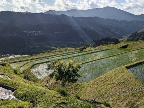 山の生活 朝日に輝く段々畑と山あいの集落
