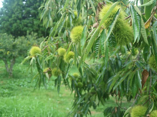厚保(あつ)栗です