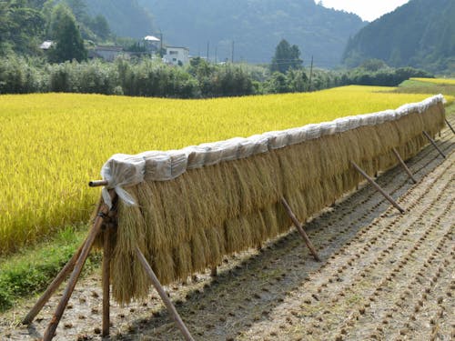 大野見の新米は10月が最盛期! 最高の新米をご賞味ください!