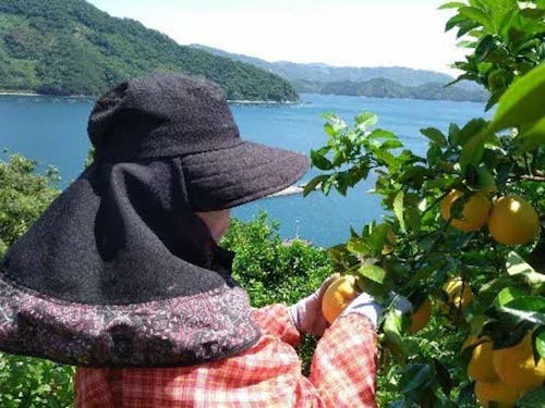 協力隊員(農業振興型)