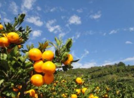 柑橘園地（農業振興型）