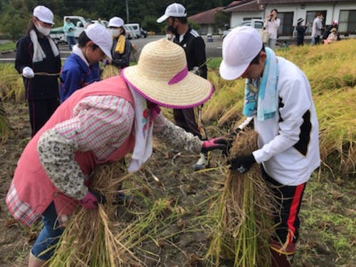 「ささラブ学園 稲刈り教室」