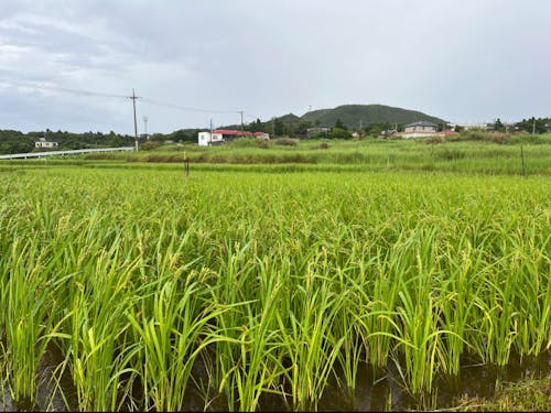 まさに再生の途上にある島の棚田