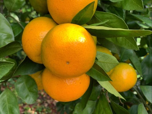 臼井農園でミカン狩り体験