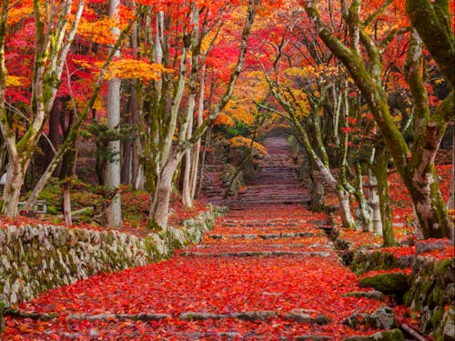 (長浜市)鶏足寺の紅葉