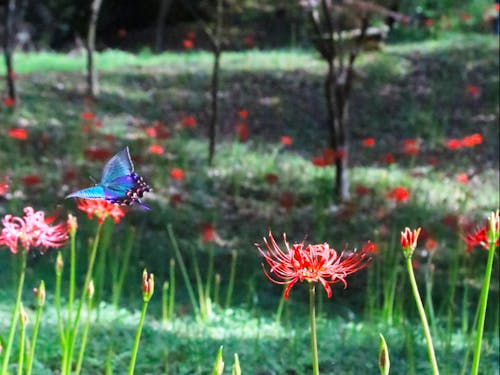 皇子原公園のヒガンバナ