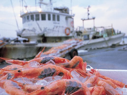 水揚げされた甘エビ