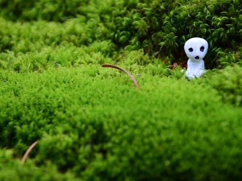 森の中生い茂る苔で何をする?