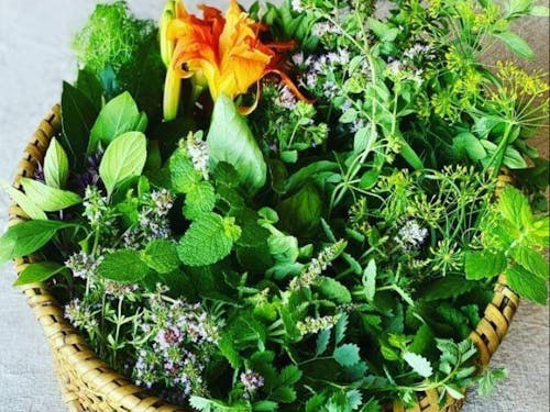 野菜だけでなく、ハーブや野草も健康に必要なもの