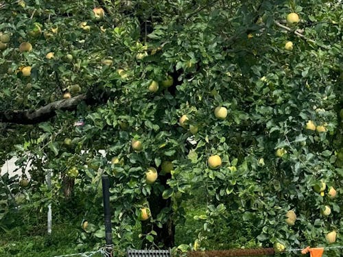 これから色づいて甘くなっていきます。