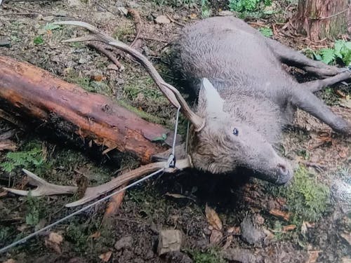 狩猟の様子。何日もかけて罠へと誘導する。